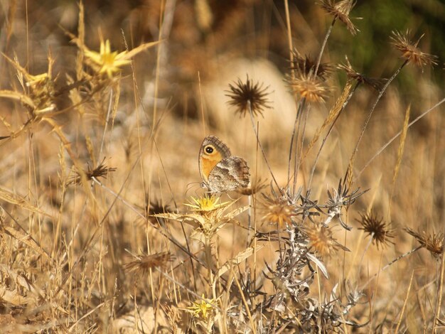 Vlinder die op een bloem bestuift