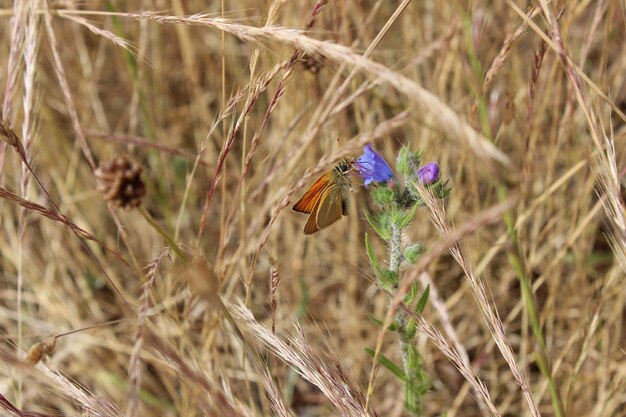 Foto vlinder die op een bloem bestuift