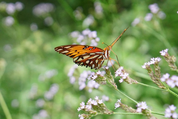 Vlinder die op een bloem zit
