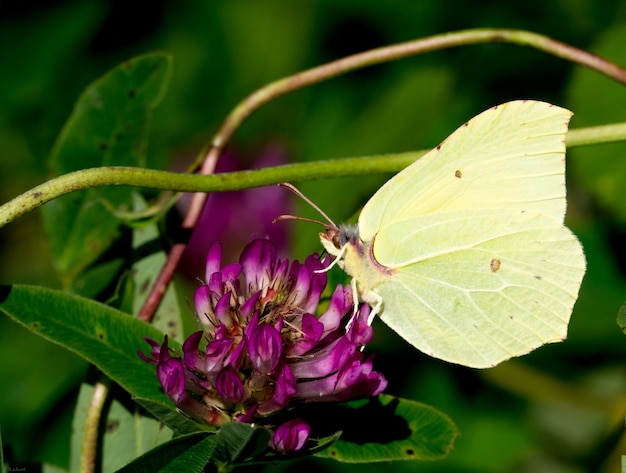 Vlinder die op een bloem zit