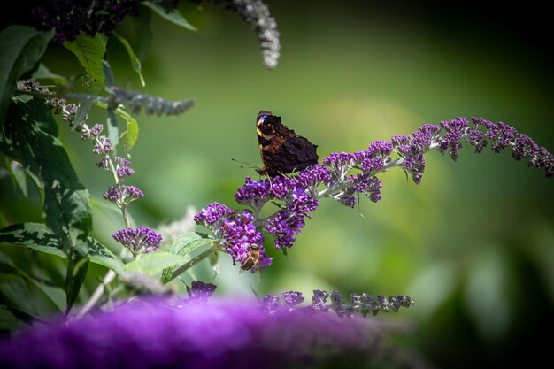 Foto vlinder die op een paarse bloem bestuift