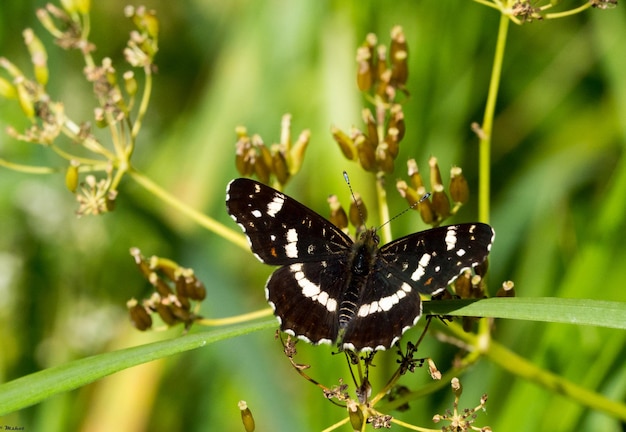 Vlinder die op een plant zit