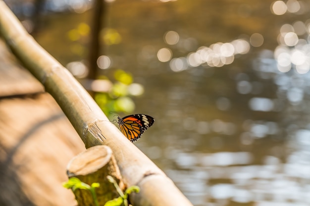 Vlinder en bokeh van water