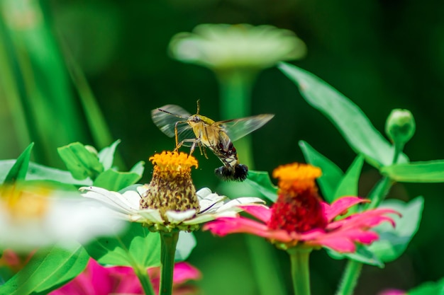 Vlinder en heldere zomerbloemen