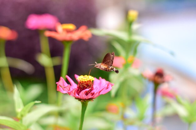 Vlinder en heldere zomerbloemen