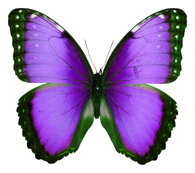 Vlinder geïsoleerd op wit. Mooie violet paarse Morpho macro. Voor design, kunst, textiel, print.