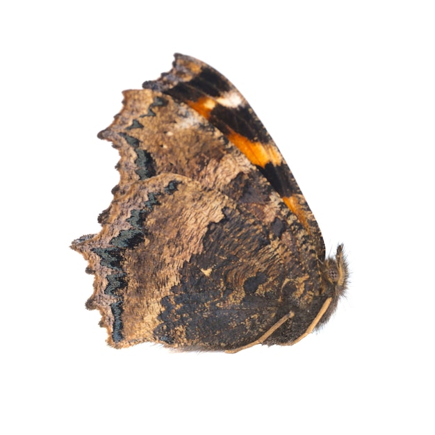 Vlinder gele legged schildpad of grote schildpad (Nymphalis xanthomelas) geïsoleerd op witte achtergrond