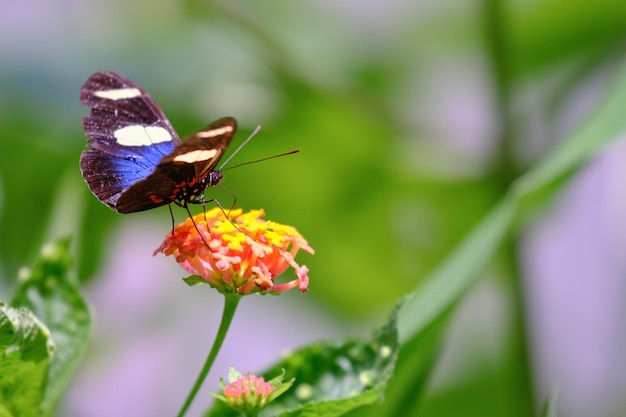 Vlinder Heliconius sara