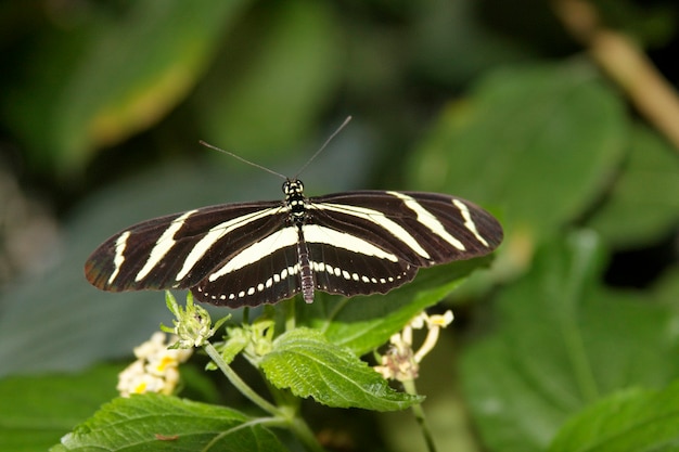 Vlinder in de natuur - Heliconius charithonia