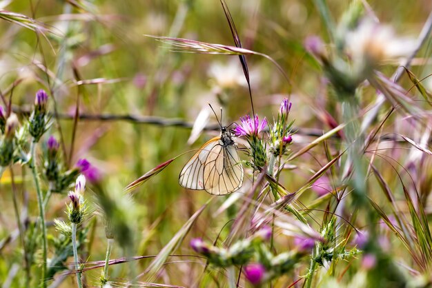 Foto vlinder in de natuur