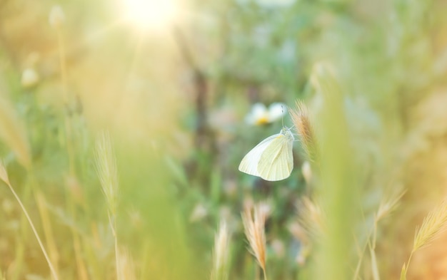 Vlinder in de tuin met de felle zon op de achtergrond - selectieve focus