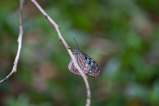 Vlinder in het bos