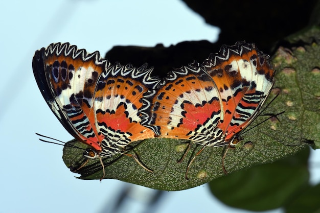 Vlinder in het vlinderpark in Bali, Indonesië.