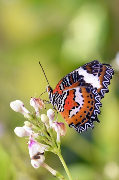 Vlinder in het vlinderpark in Bali, Indonesië.