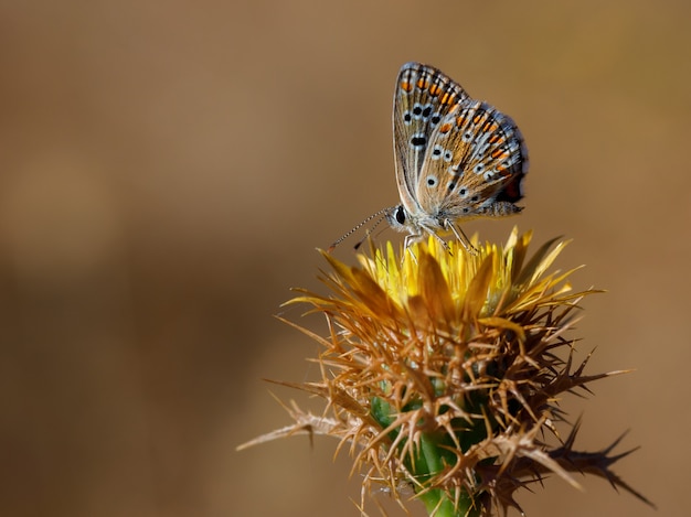 Vlinder in hun natuurlijke omgeving.