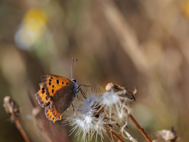 Vlinder in hun natuurlijke omgeving