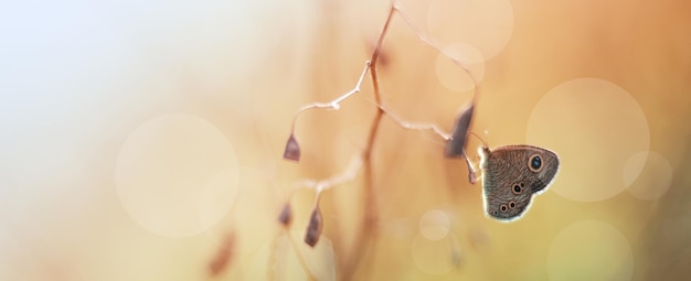 Foto vlinder in weide met herfsttafereel