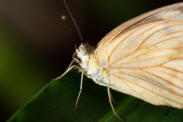 Vlinder kleine en mooie vlinder gefotografeerd met een macrolens op bladeren in een tuin selectieve focus