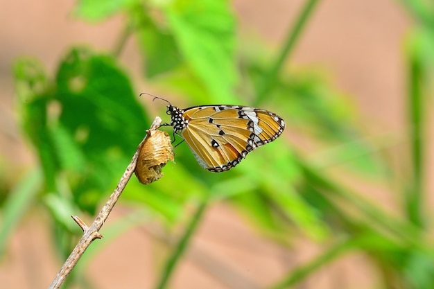 vlinder leven in natuurlijke