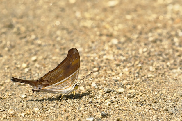 Vlinder (Marpesia chiron) op bodemvocht