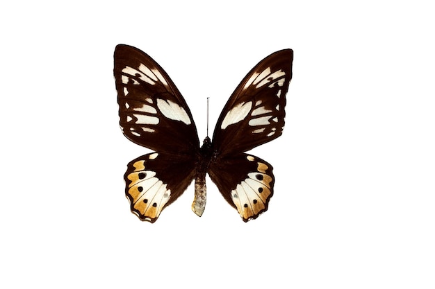 Vlinder met bruine vleugels isoleren op witte ornithoptera priamus