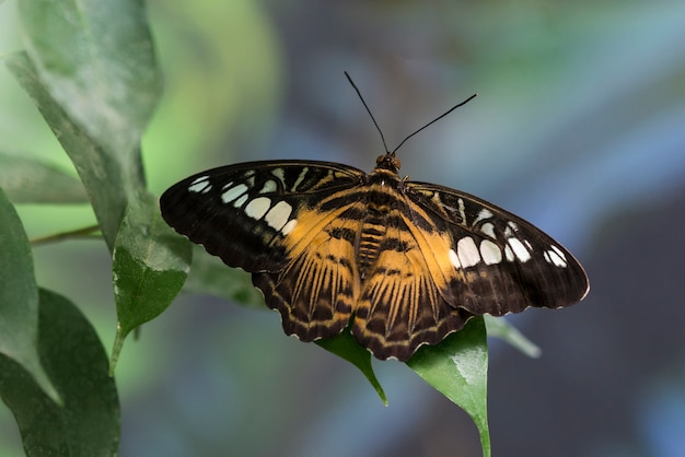 Foto vlinder met geopende vleugels op onscherpe achtergrond