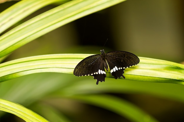 Vlinder op blad, het macroinsectleven in het tropische regenwoud. kuala lumpur, maleisië.