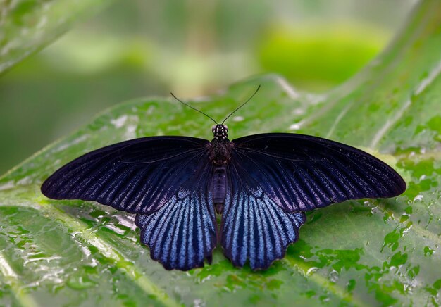 Foto vlinder op blad