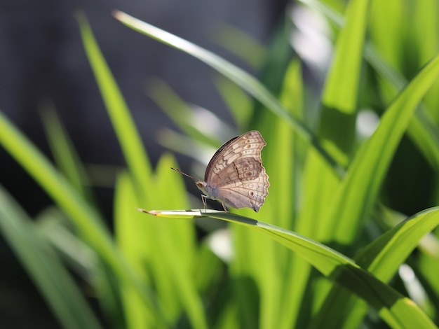 Foto vlinder op blad