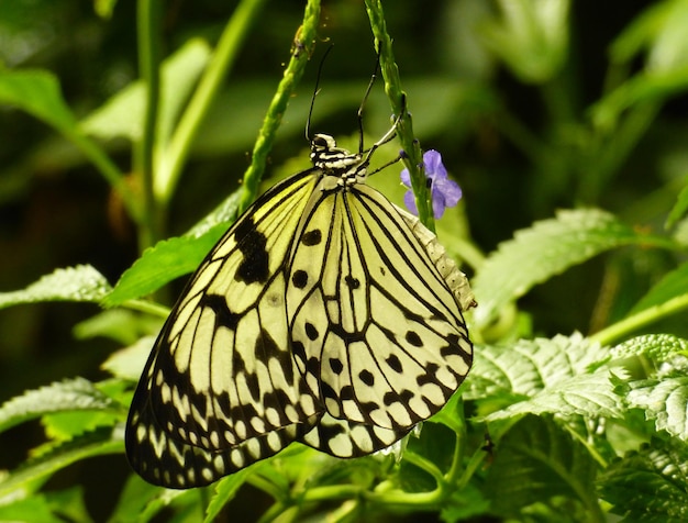 Vlinder op blad