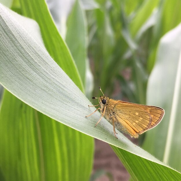 Vlinder op blad