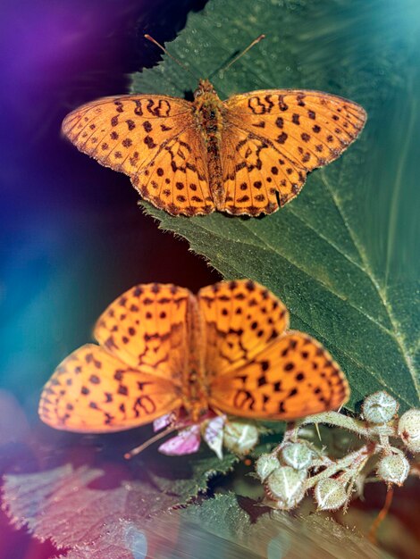 Foto vlinder op blad