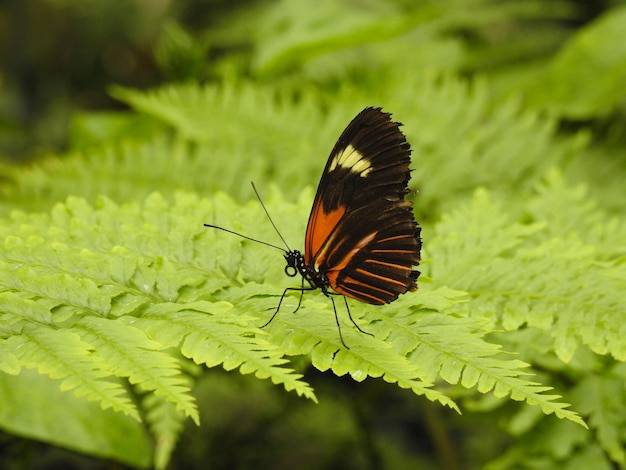 Foto vlinder op blad