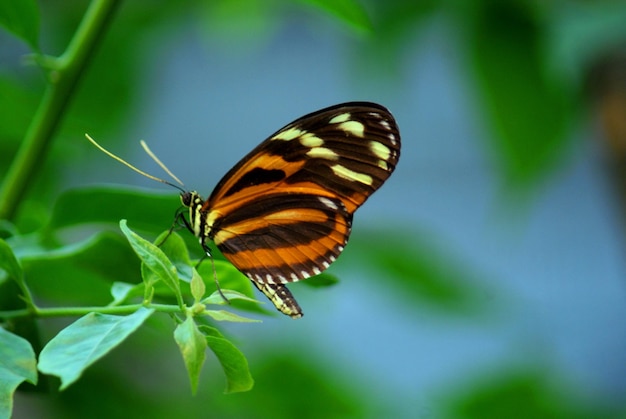 Foto vlinder op blad