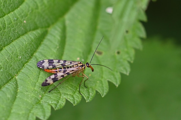 Vlinder op blad