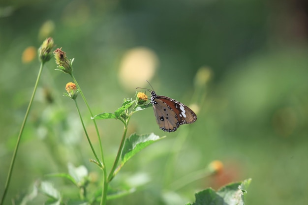 Vlinder op bloem in de tuin ondiep DOF