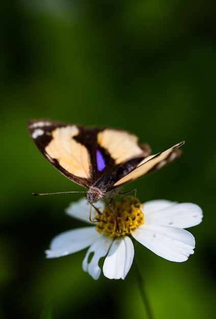 Vlinder op bloem