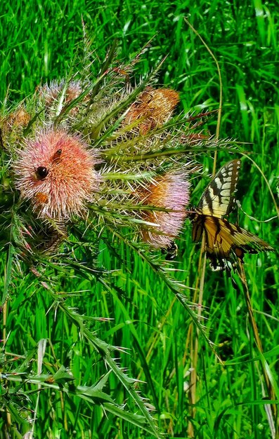 Vlinder op bloem