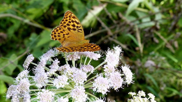 Foto vlinder op bloem