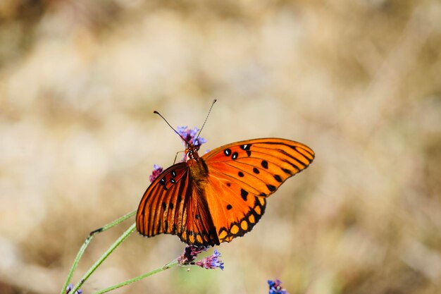 Foto vlinder op bloem