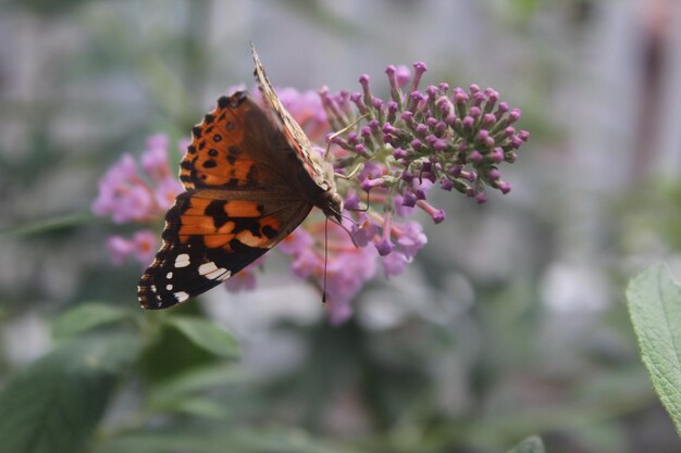 Foto vlinder op bloem