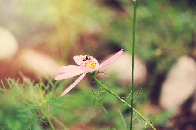 Vlinder op bloem