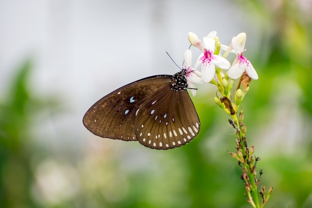 vlinder op bloem