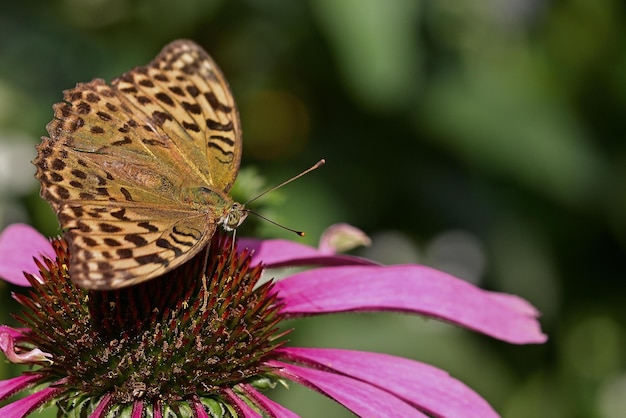 vlinder op bloem