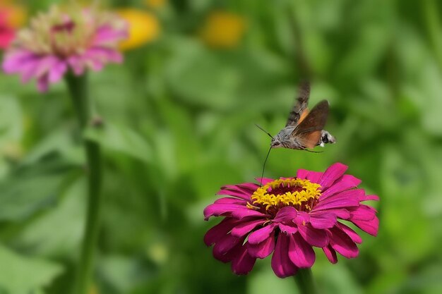 vlinder op bloem