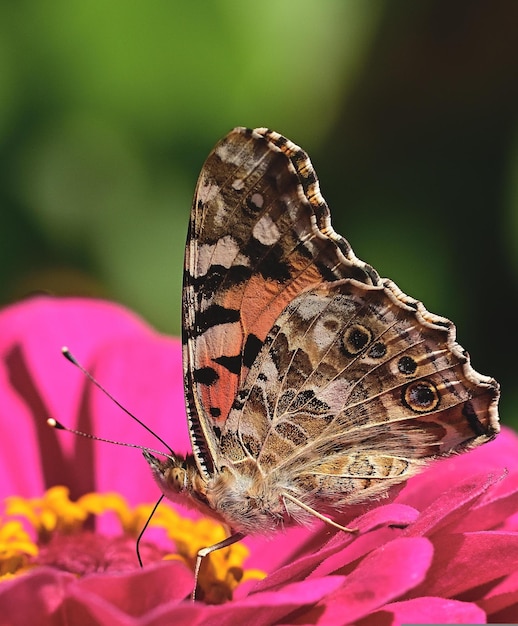 vlinder op bloem