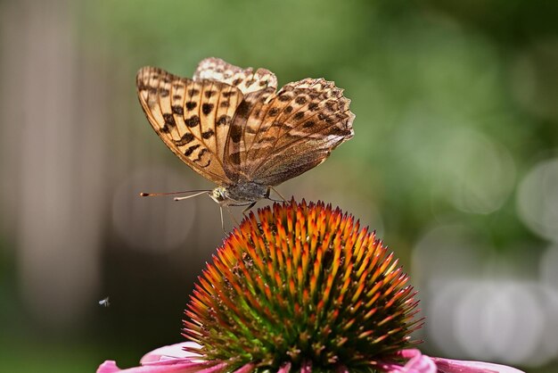 vlinder op bloem