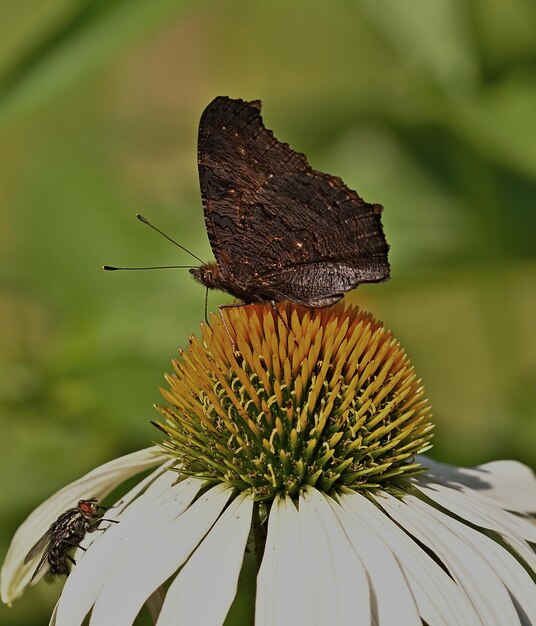 Foto vlinder op bloem