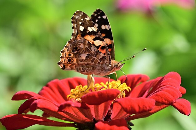 vlinder op bloem