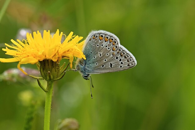 vlinder op bloem